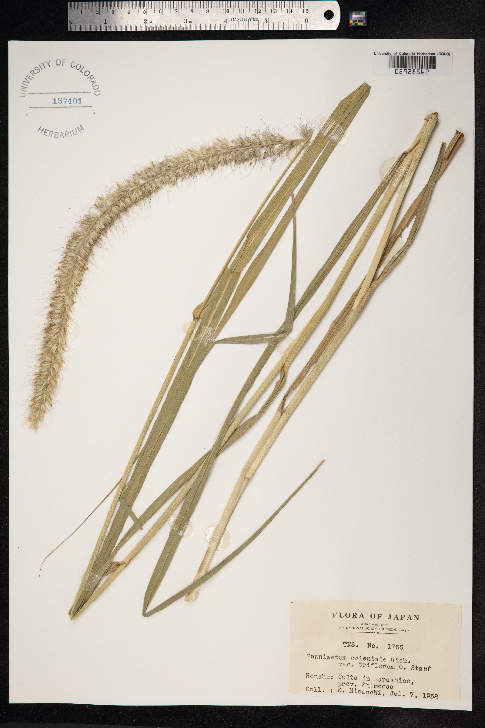 Cenchrus orientalis image