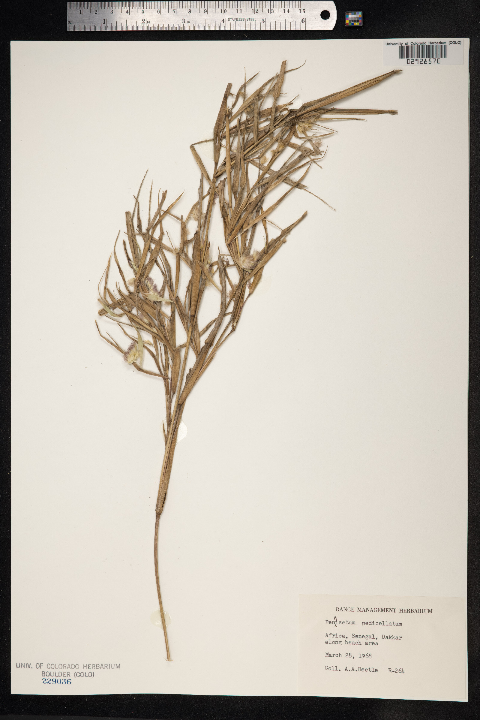 Cenchrus pedicellatus image