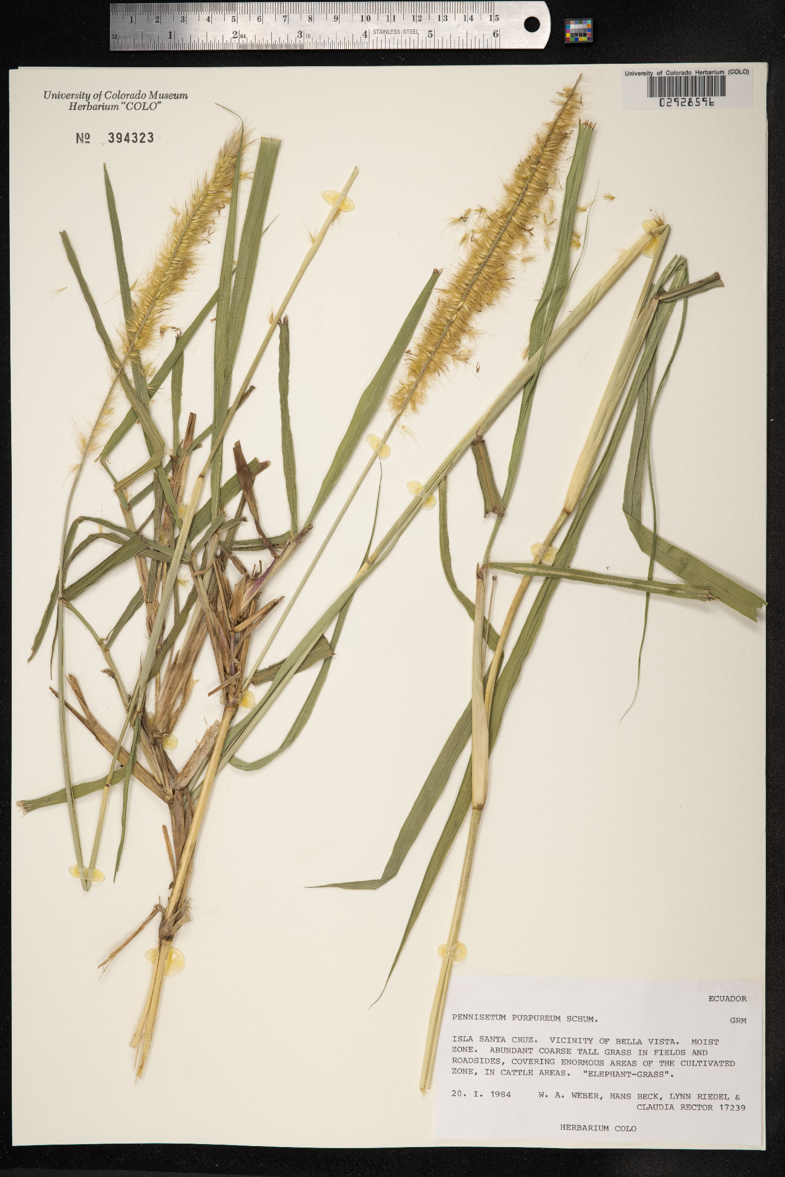 Cenchrus purpureus image