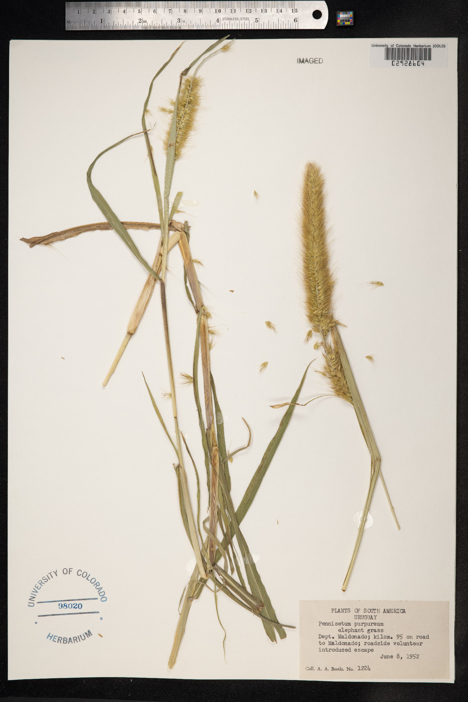 Cenchrus purpureus image