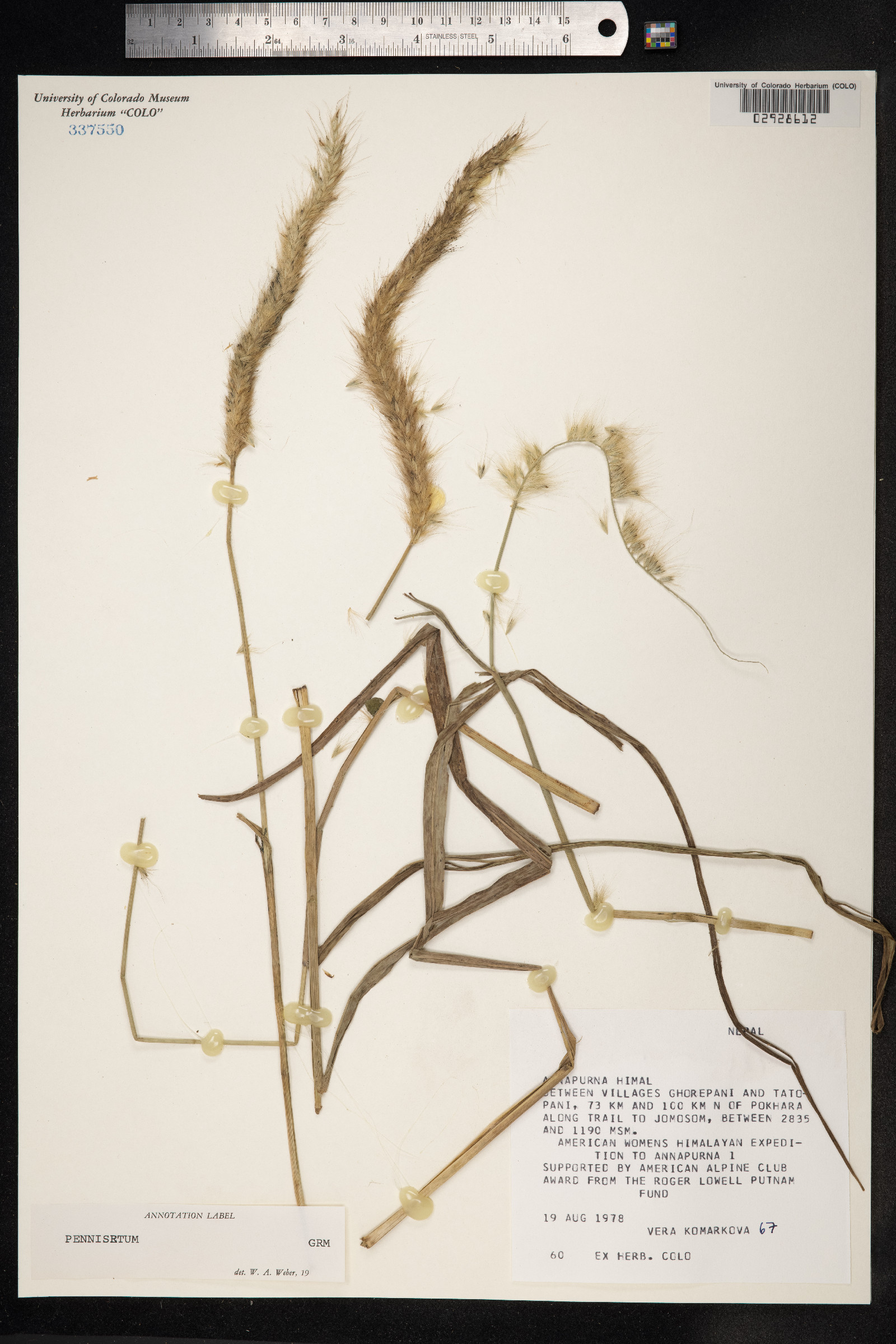 Pennisetum image