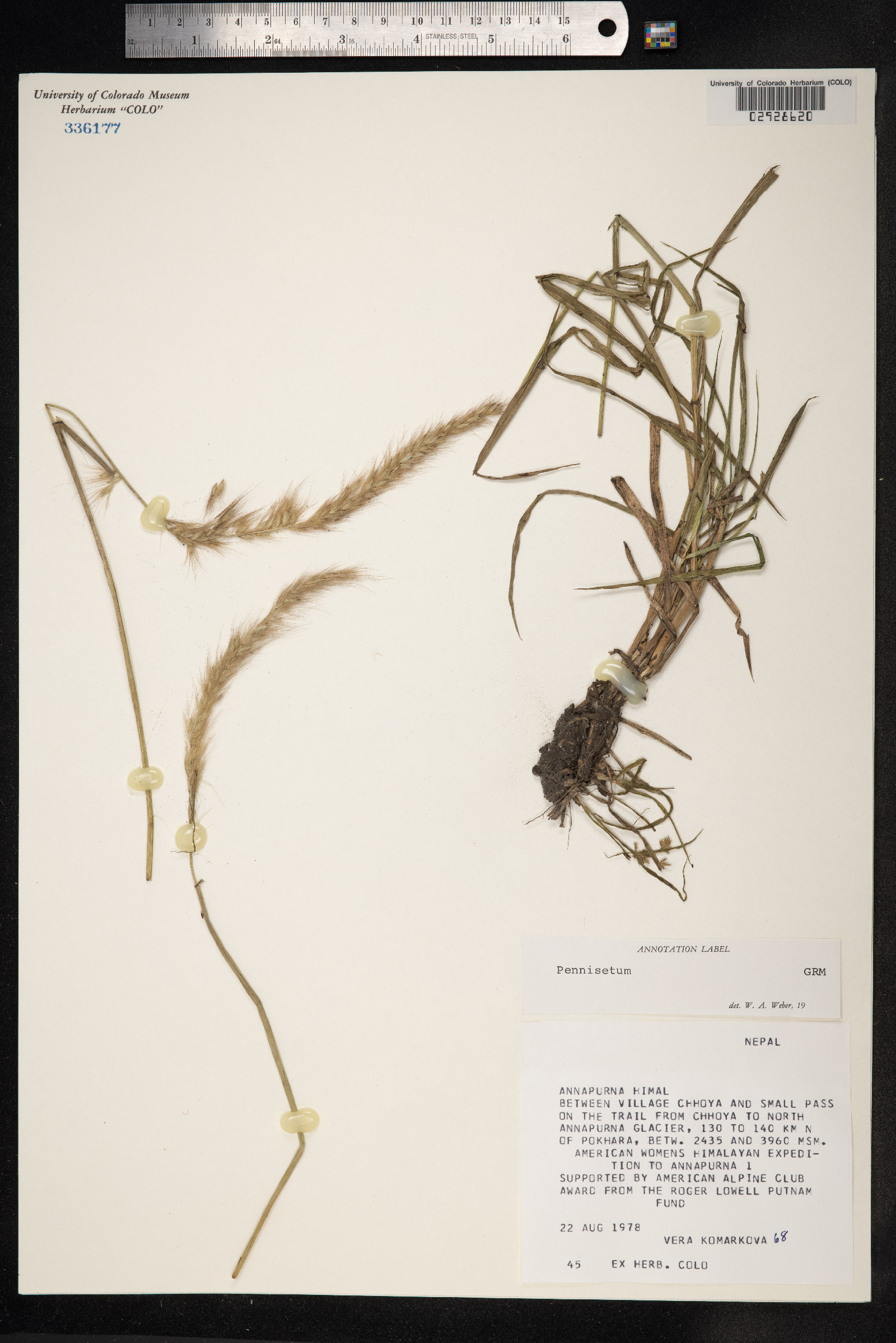 Pennisetum image