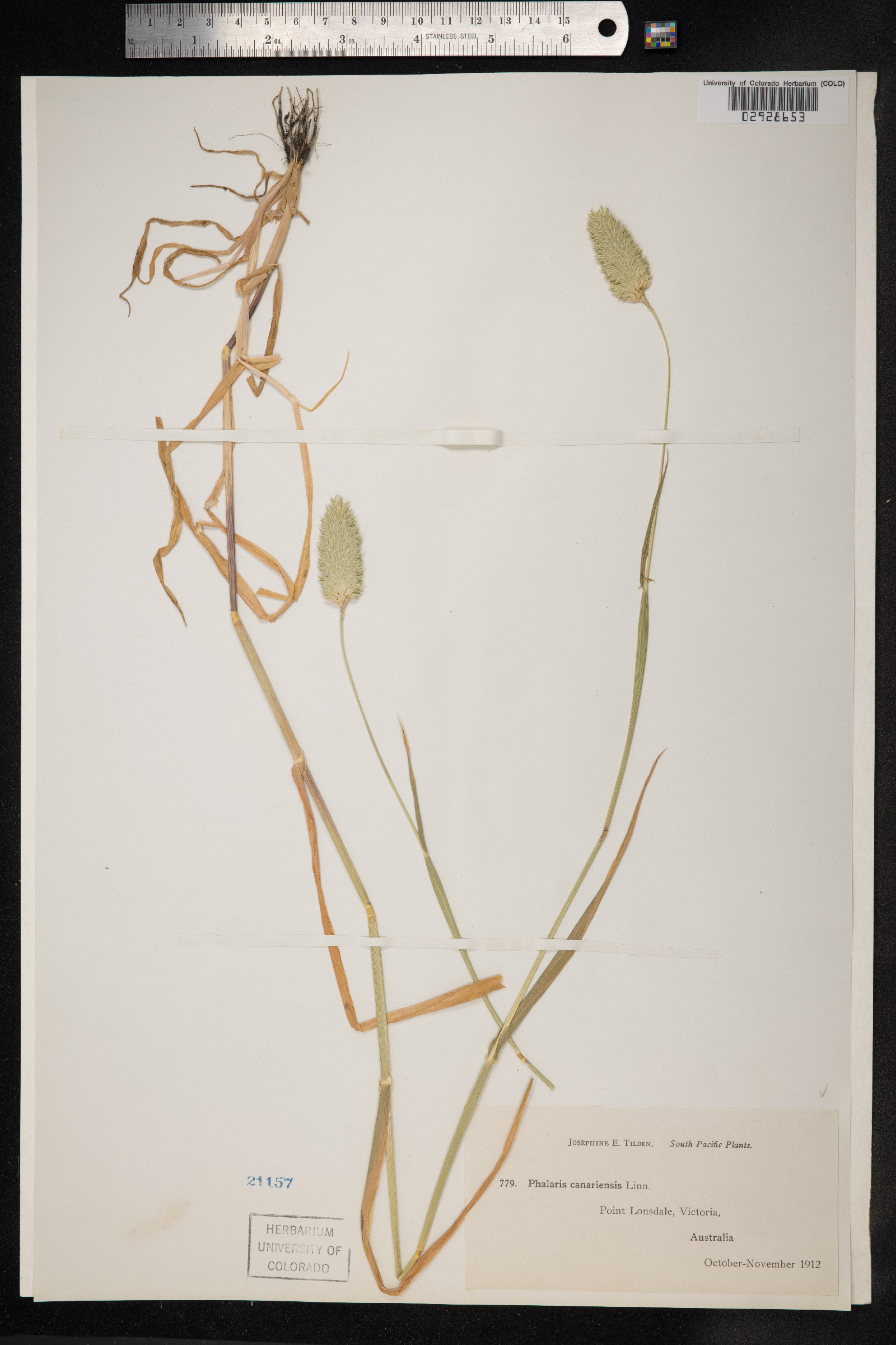 Phalaris canariensis image
