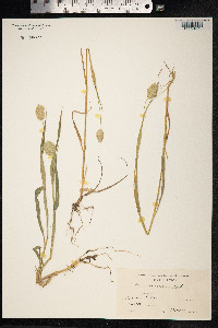 Phalaris canariensis image