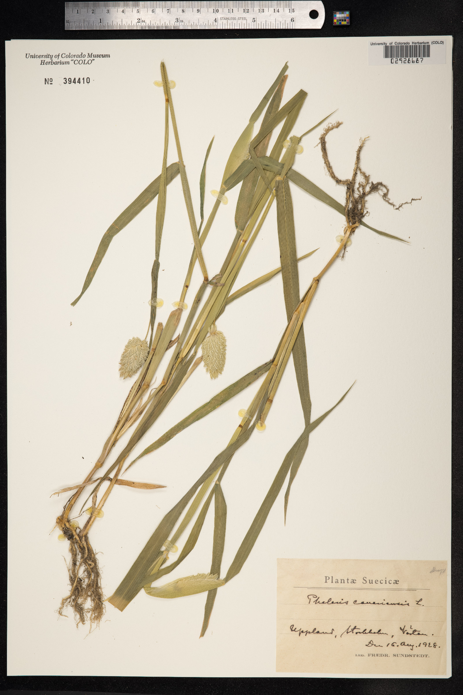 Phalaris canariensis image