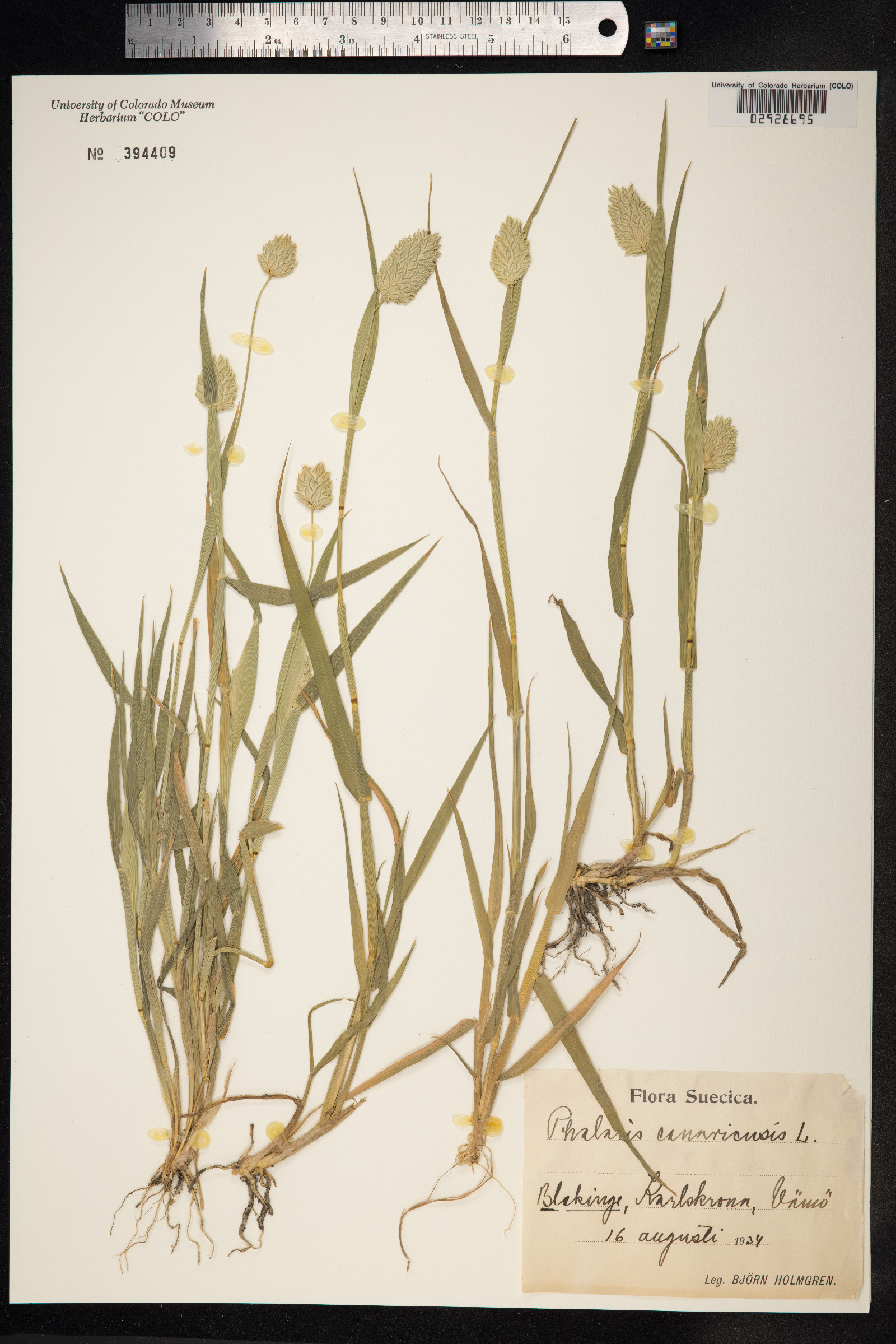 Phalaris image