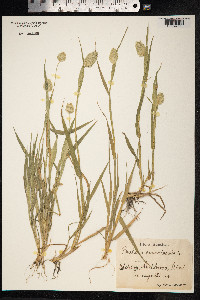 Phalaris canariensis image