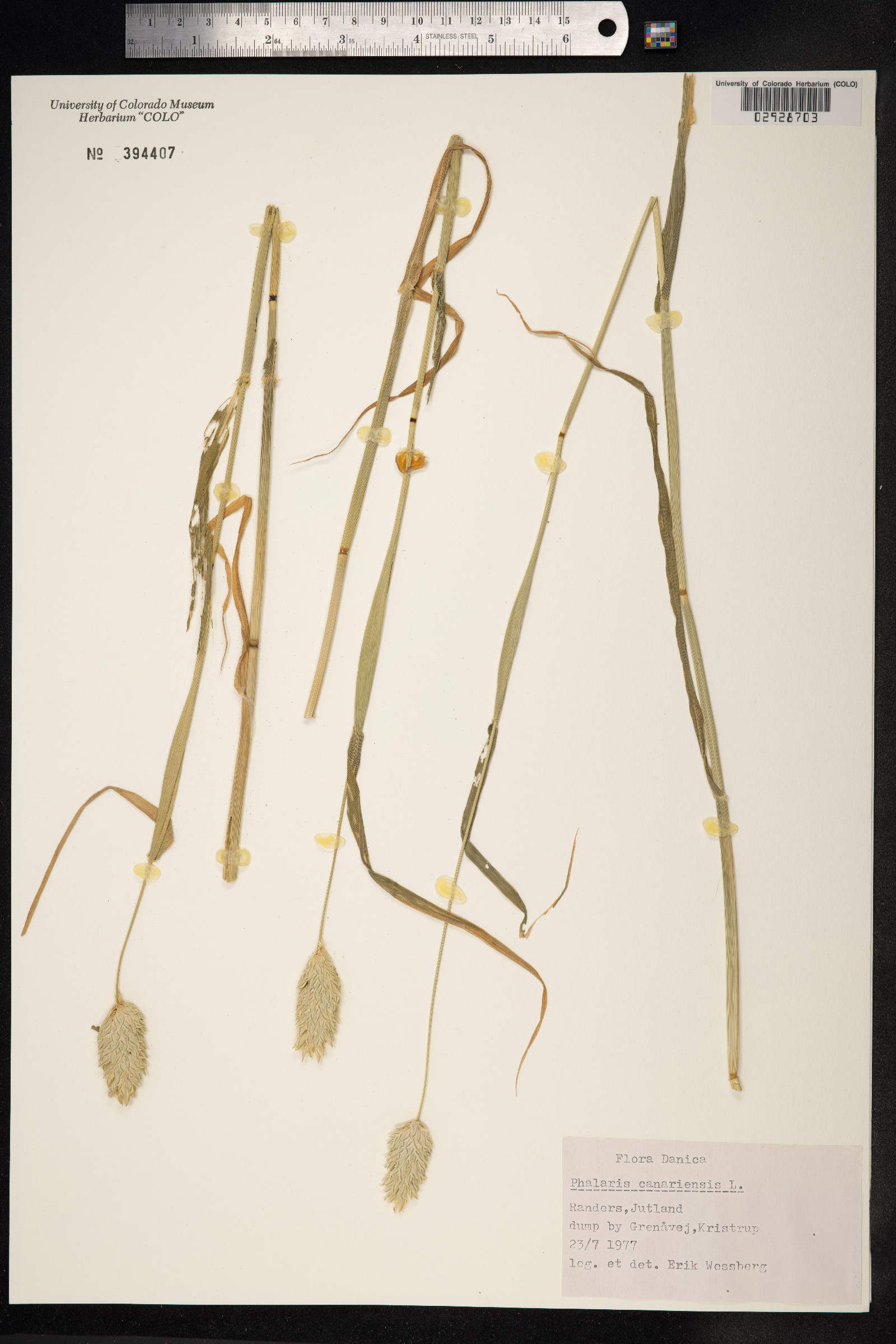 Phalaris canariensis image