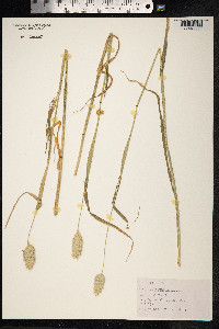 Phalaris canariensis image