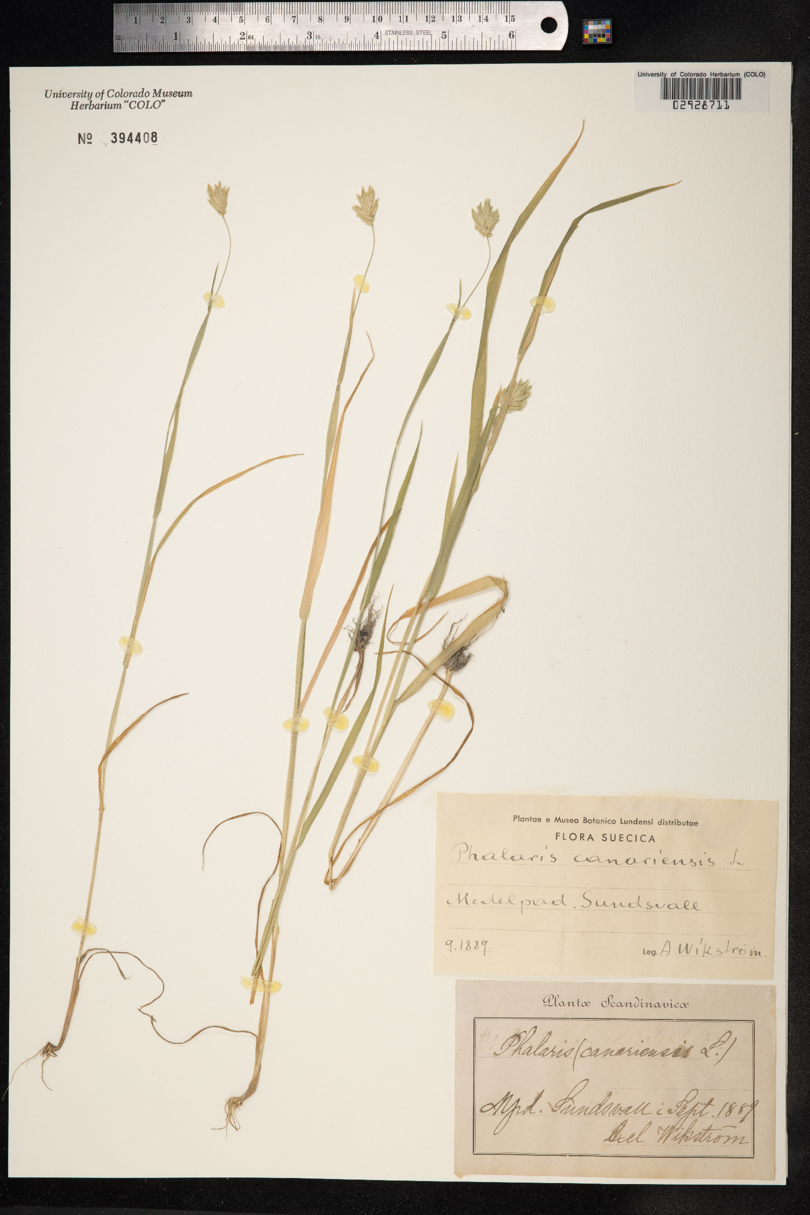 Phalaris canariensis image