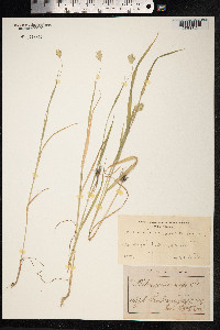 Phalaris canariensis image
