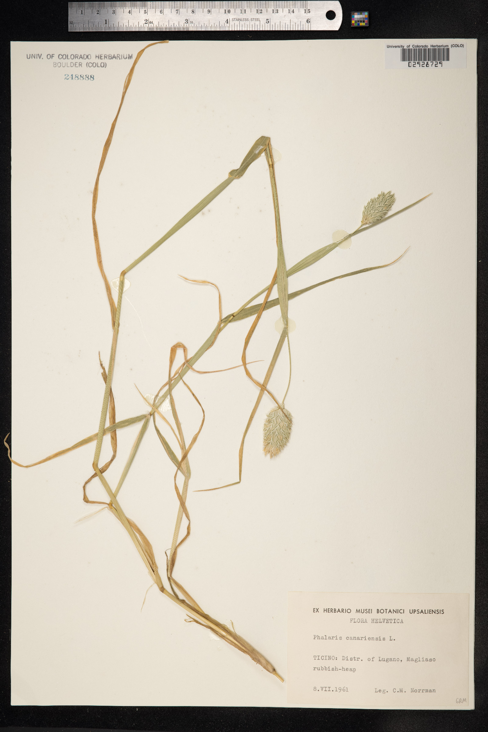 Phalaris canariensis image
