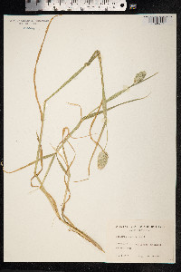 Phalaris canariensis image
