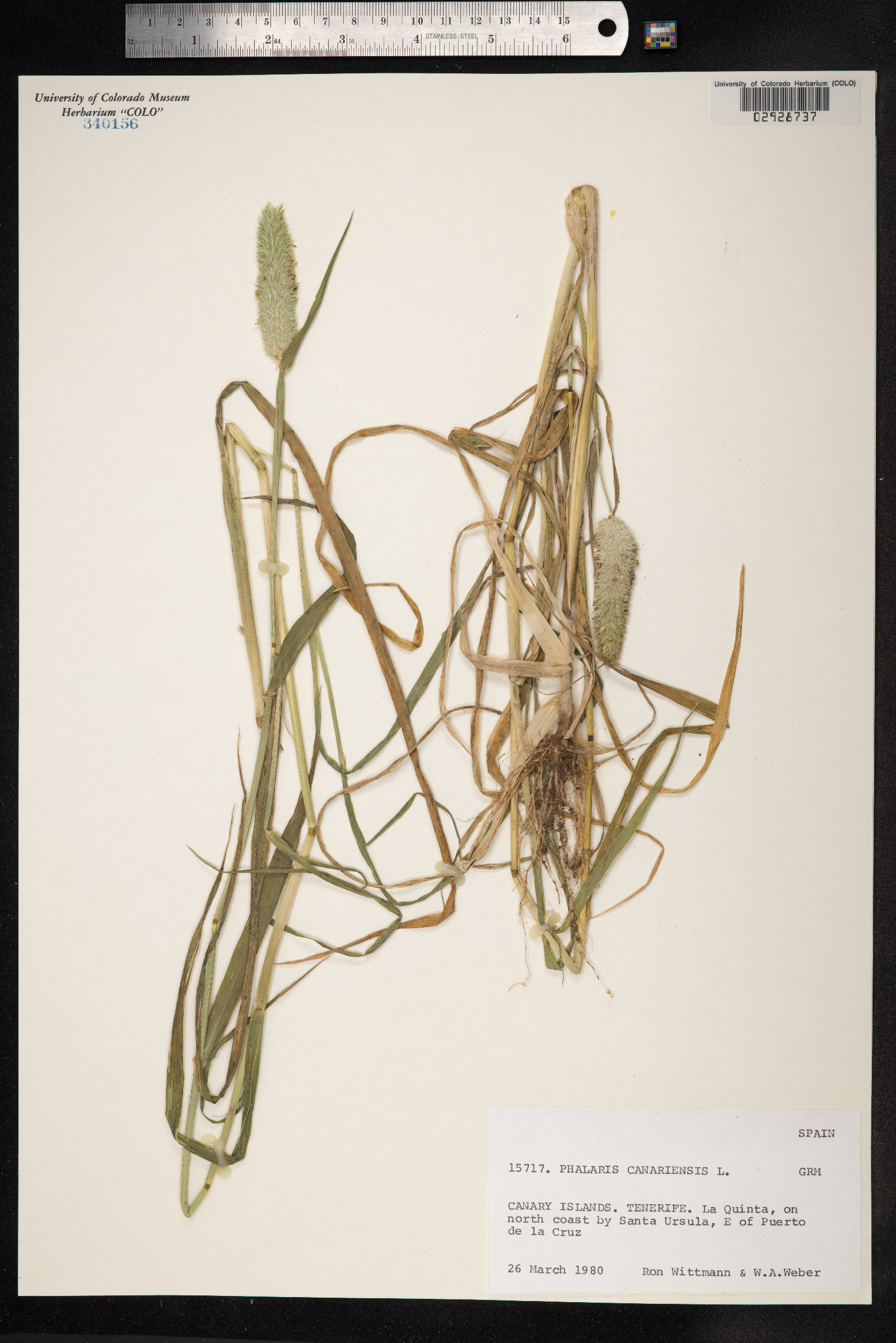 Phalaris canariensis image