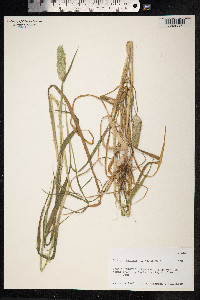 Phalaris canariensis image