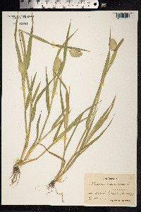 Phalaris canariensis image