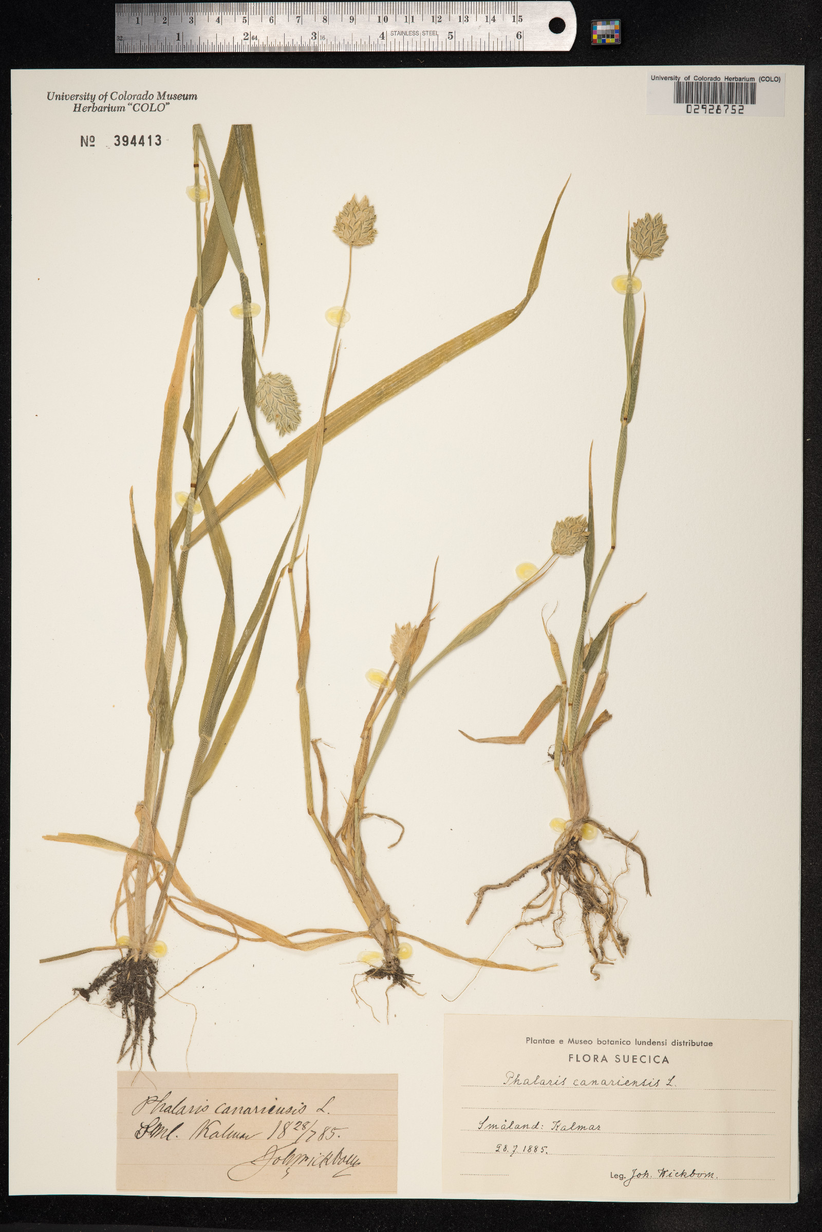 Phalaris canariensis image