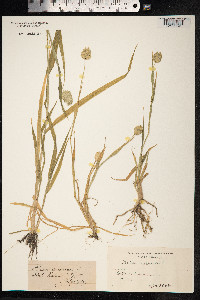 Phalaris canariensis image