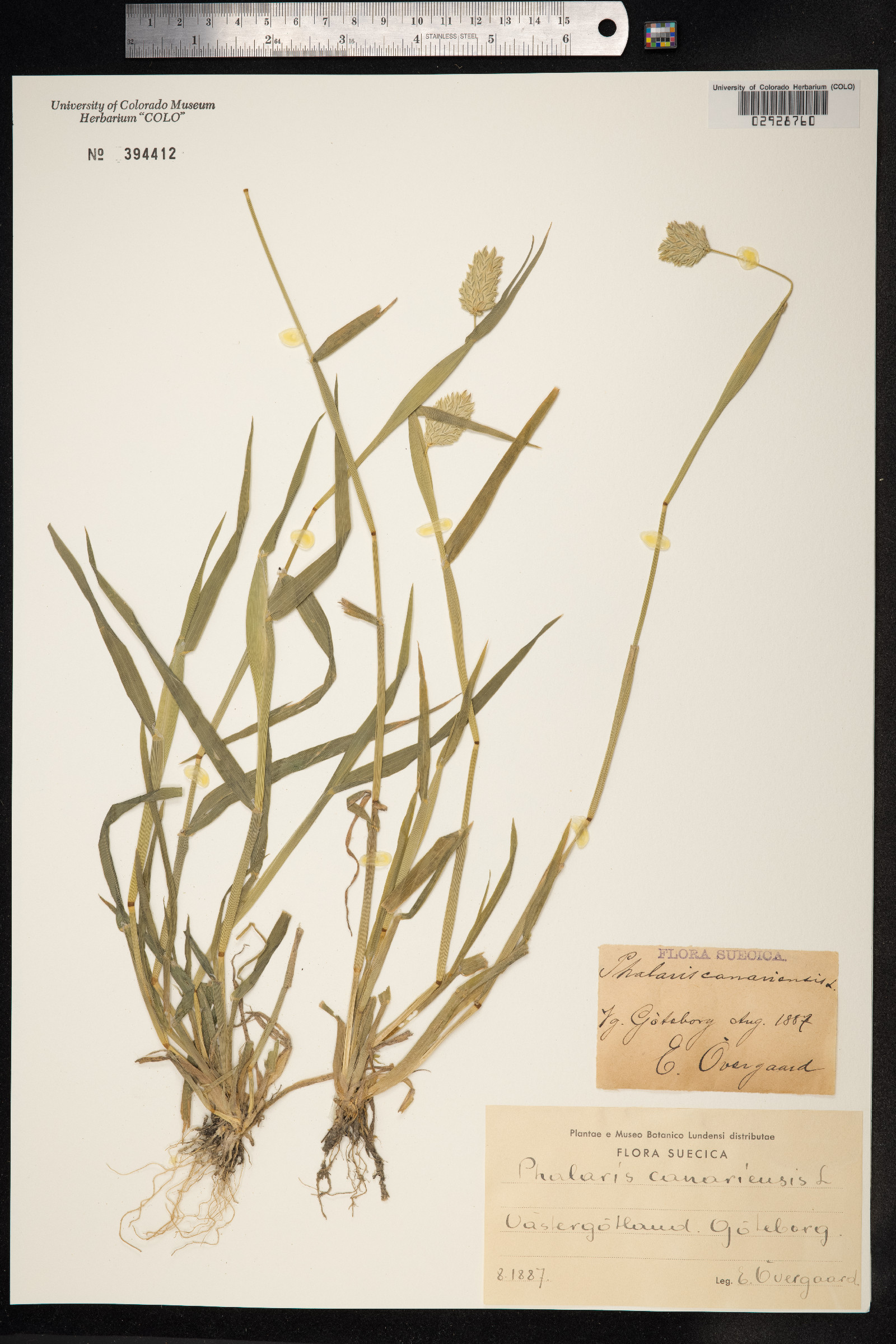 Phalaris canariensis image