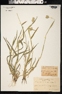 Phalaris canariensis image