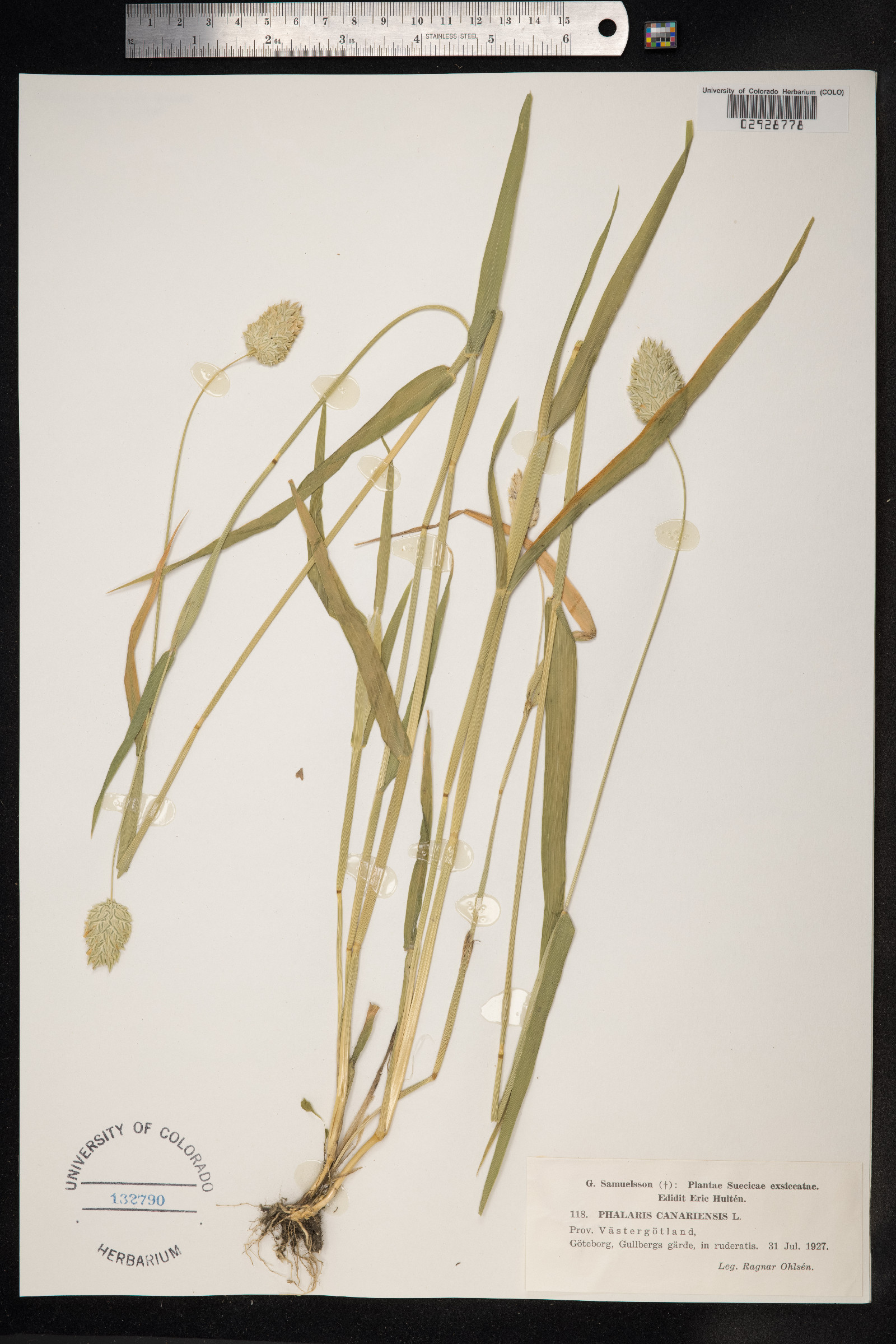 Phalaris canariensis image