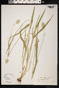 Phalaris canariensis image