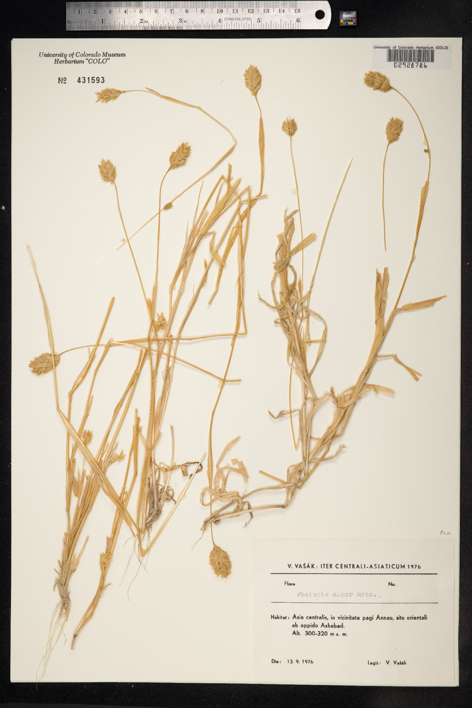 Phalaris minor image