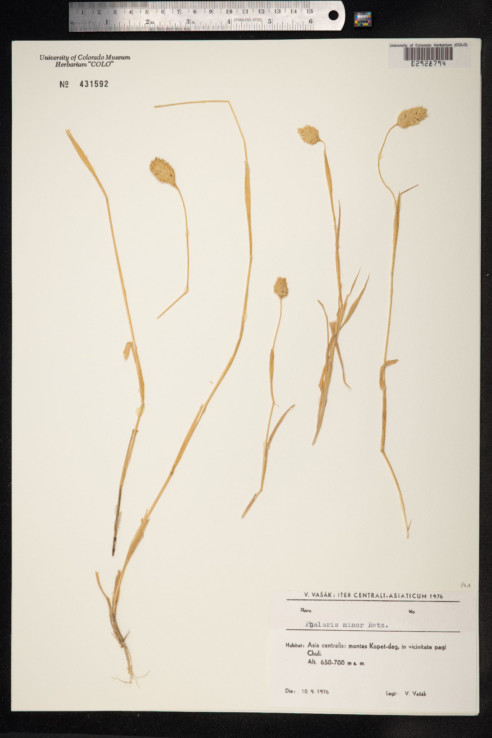 Phalaris minor image