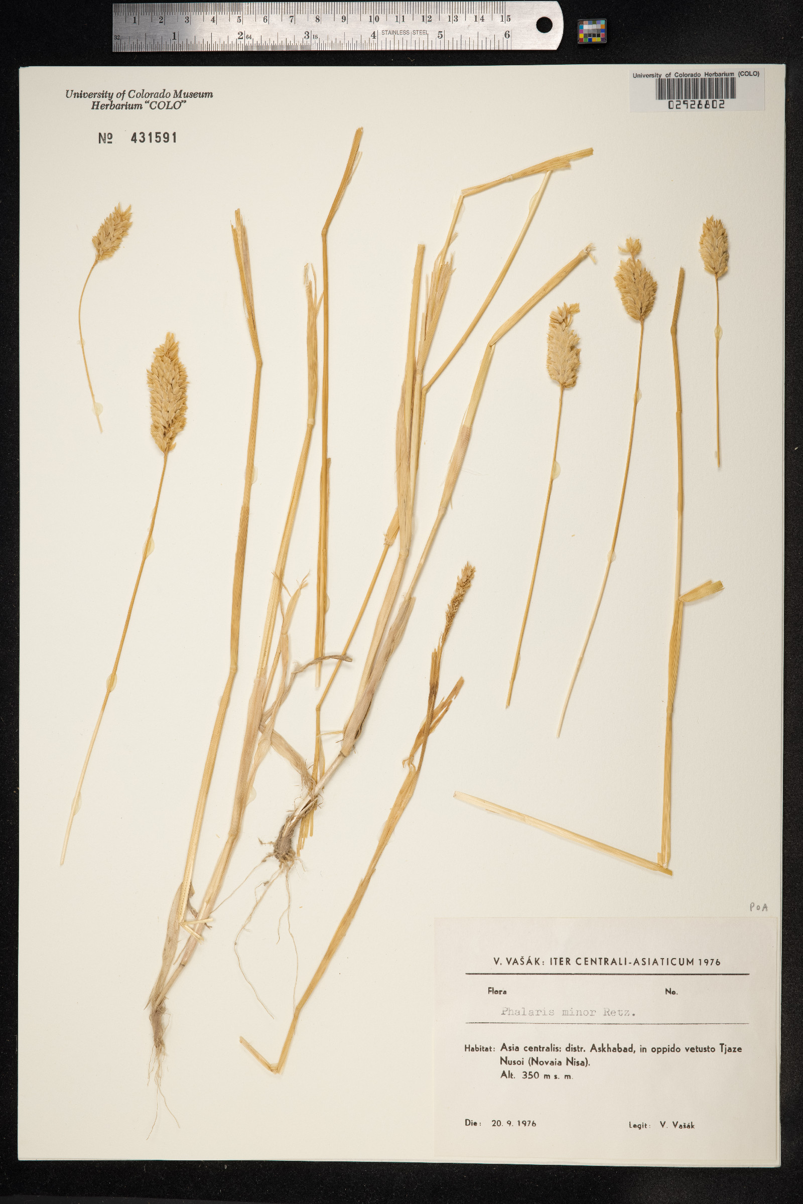Phalaris minor image