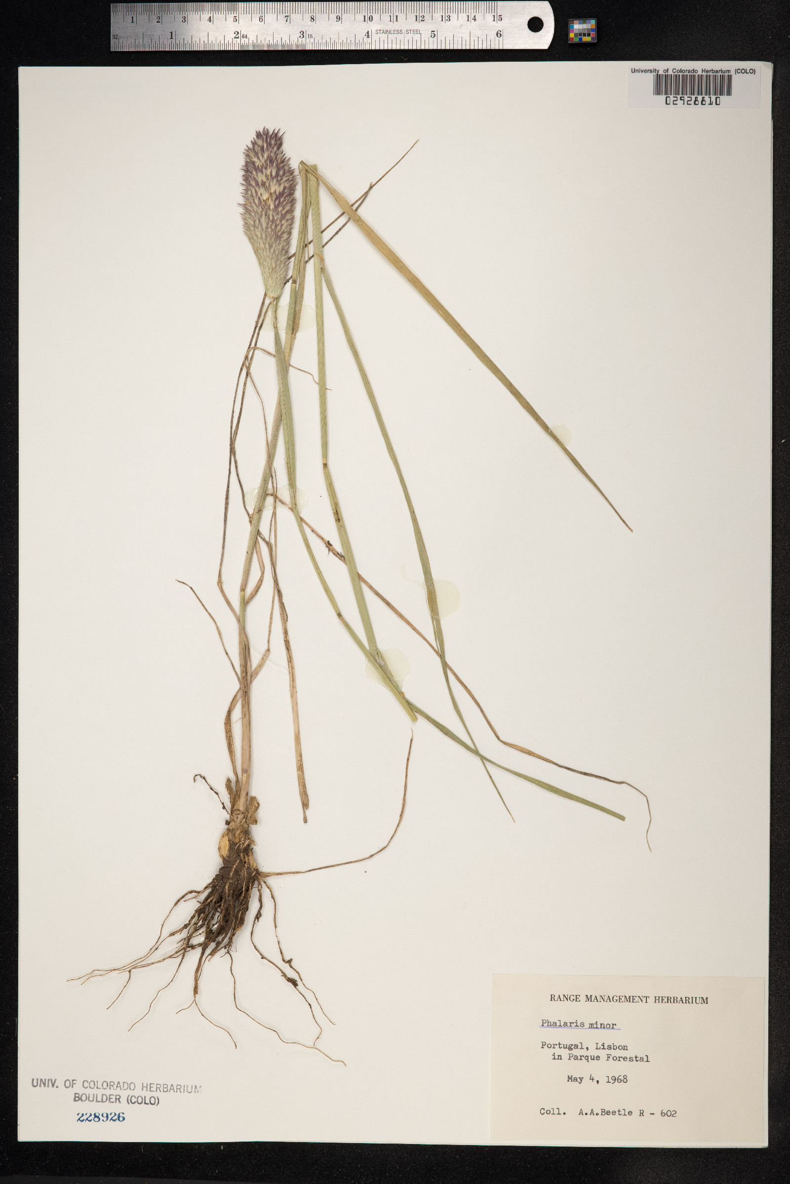 Phalaris minor image