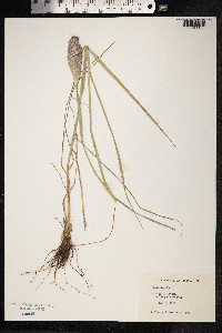 Image of Phalaris minor