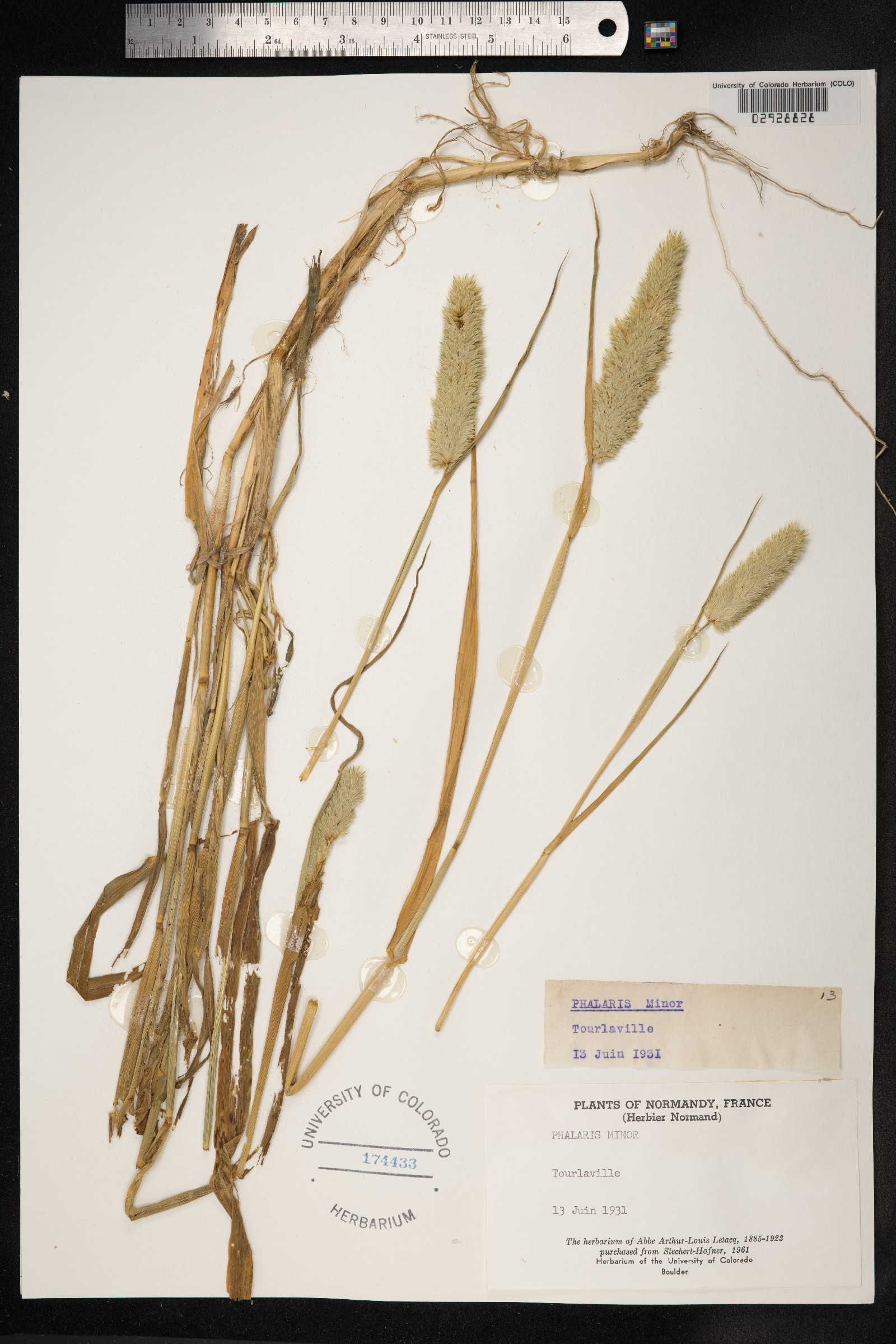 Phalaris minor image
