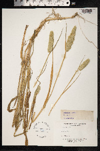 Phalaris minor image