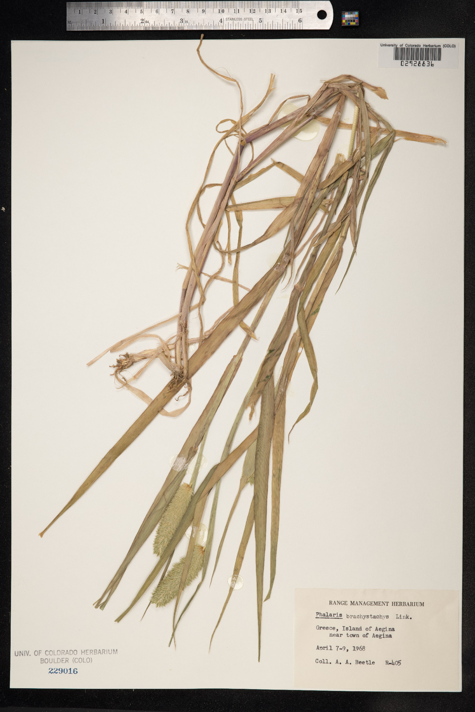 Phalaris brachystachys image