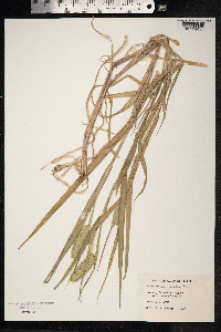 Image of Phalaris brachystachys