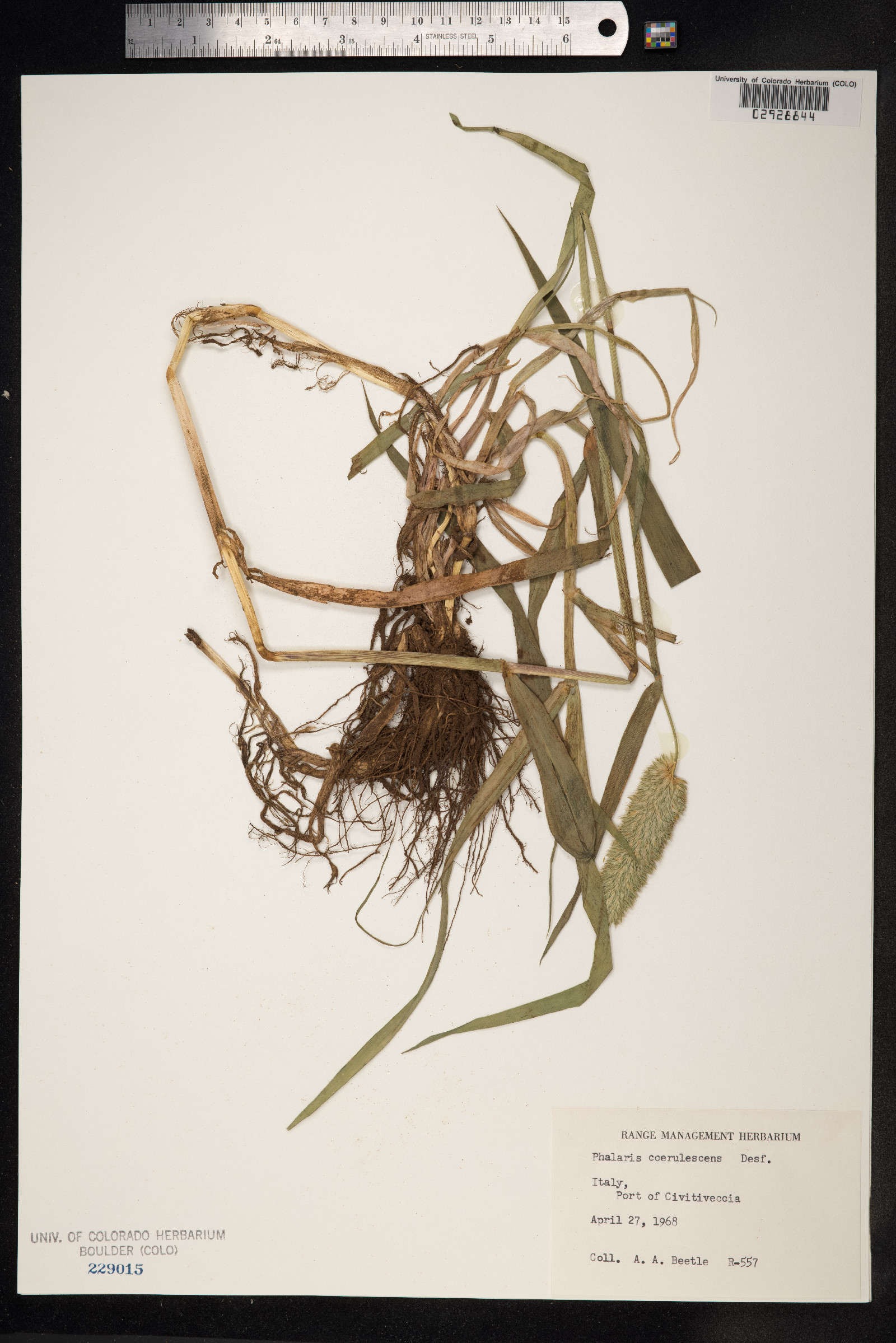 Phalaris coerulescens image