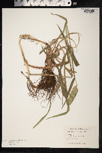 Phalaris coerulescens image