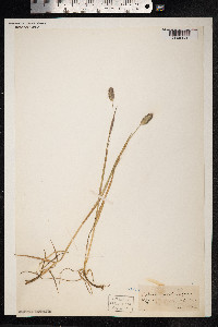 Phleum alpinum image