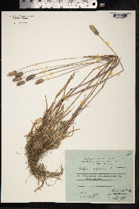 Phleum alpinum image