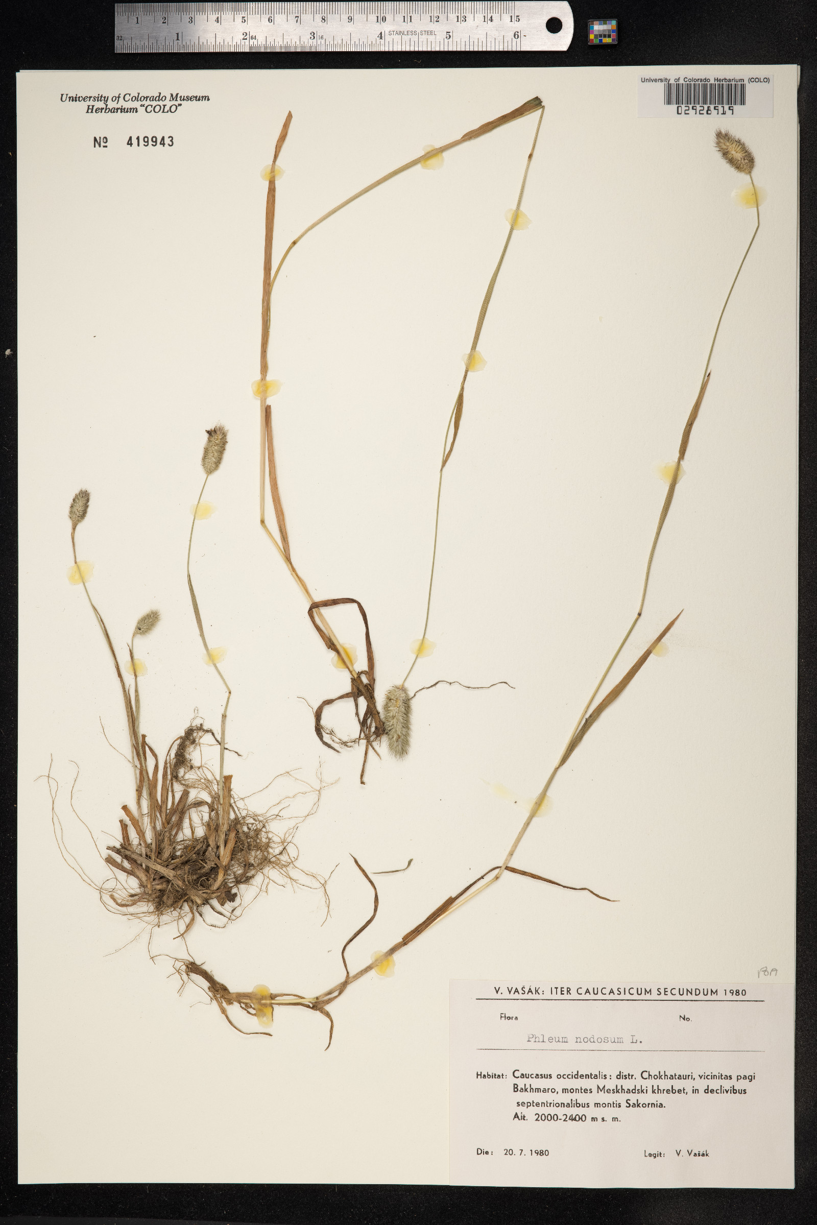 Phleum pratense ssp. pratense image