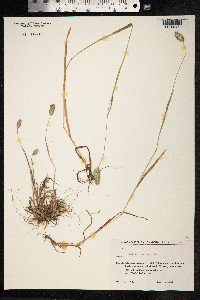 Phleum pratense image