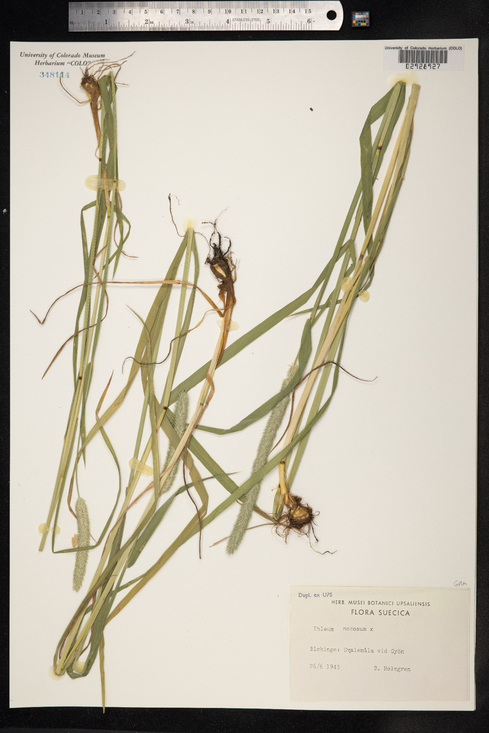Phleum pratense image