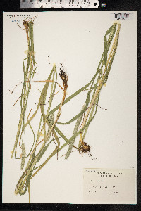 Phleum pratense ssp. pratense image
