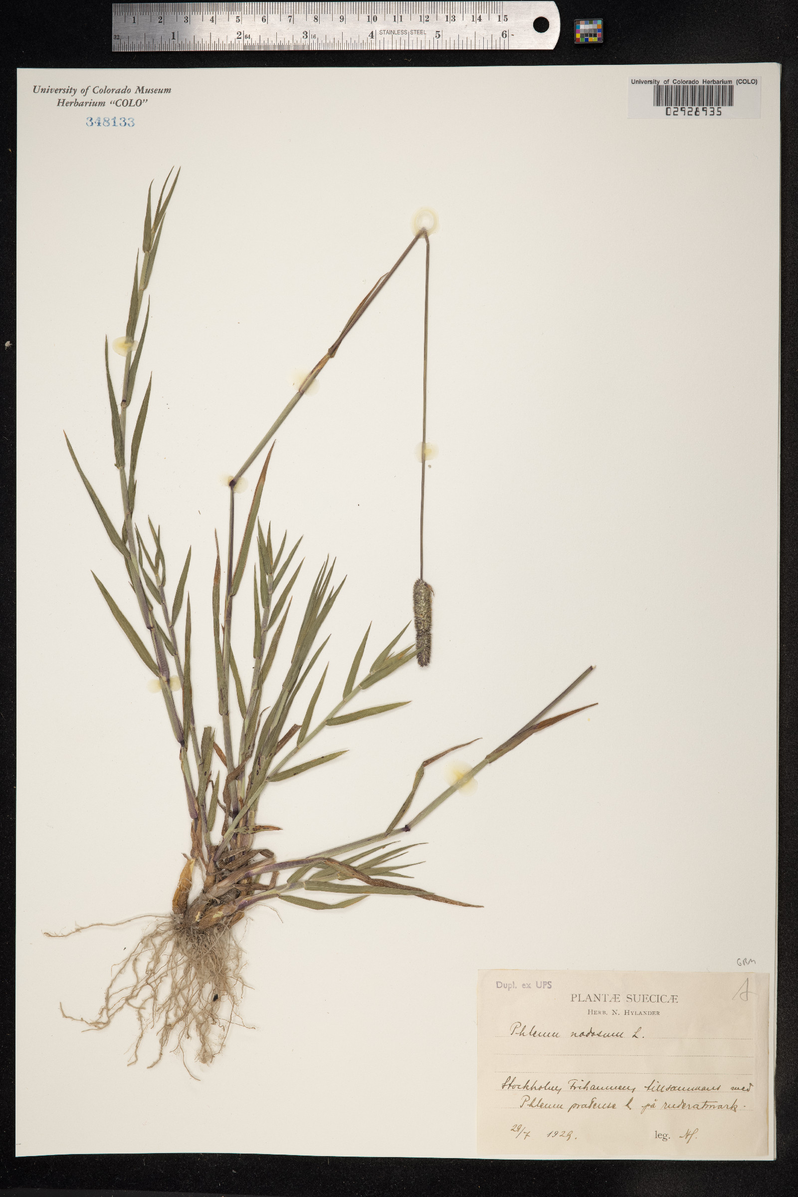 Phleum pratense ssp. pratense image