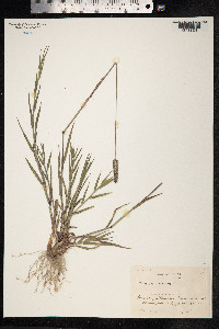 Phleum pratense image