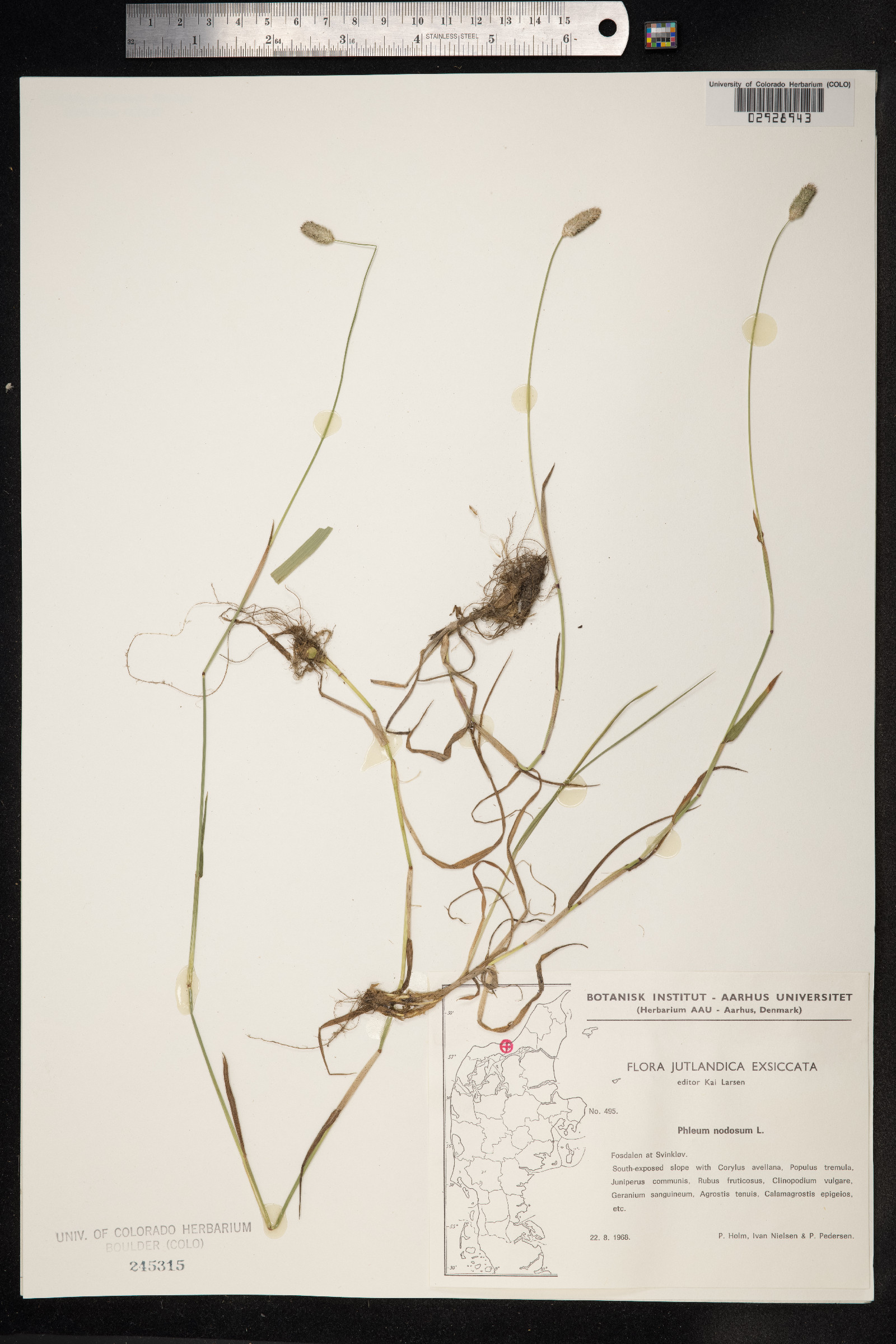 Phleum pratense ssp. pratense image