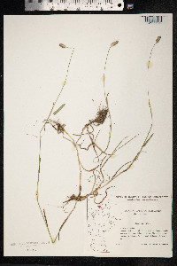 Phleum pratense image