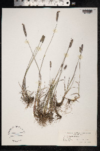Phleum pratense ssp. pratense image