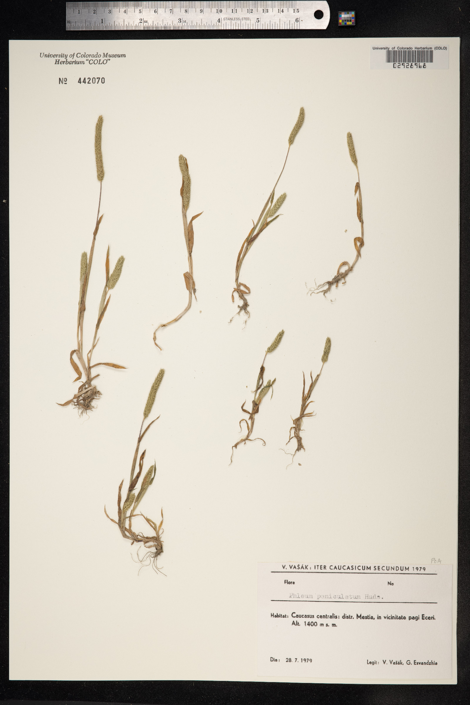 Phleum paniculatum image