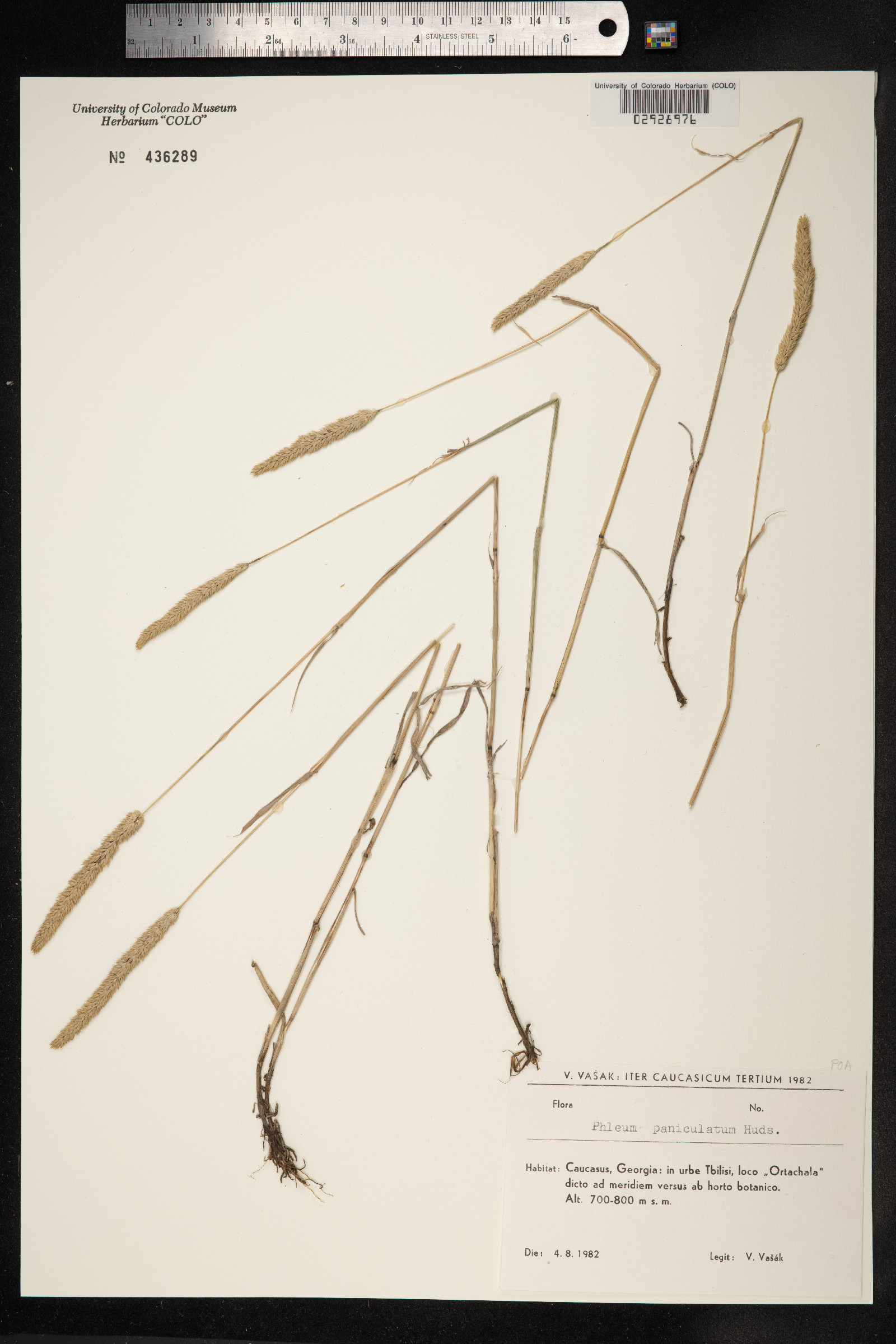 Phleum paniculatum image